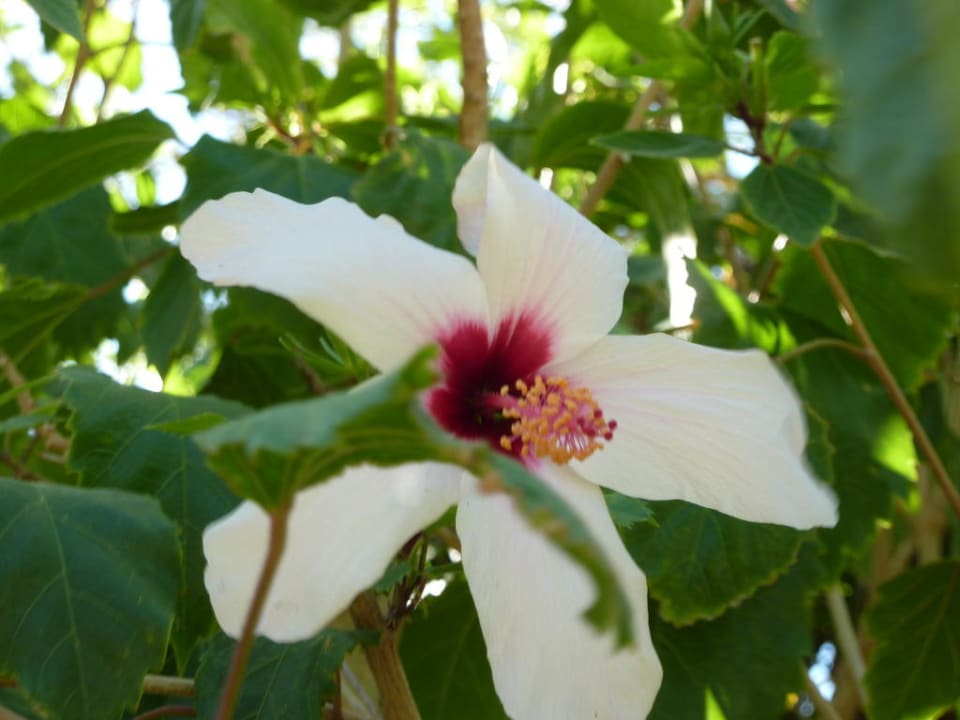 Blütenpracht Kresten Palace Hotel