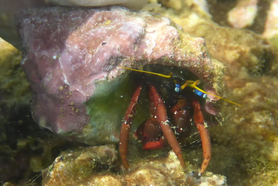 Am Hotelstrand Earl’s Reef Beruwala