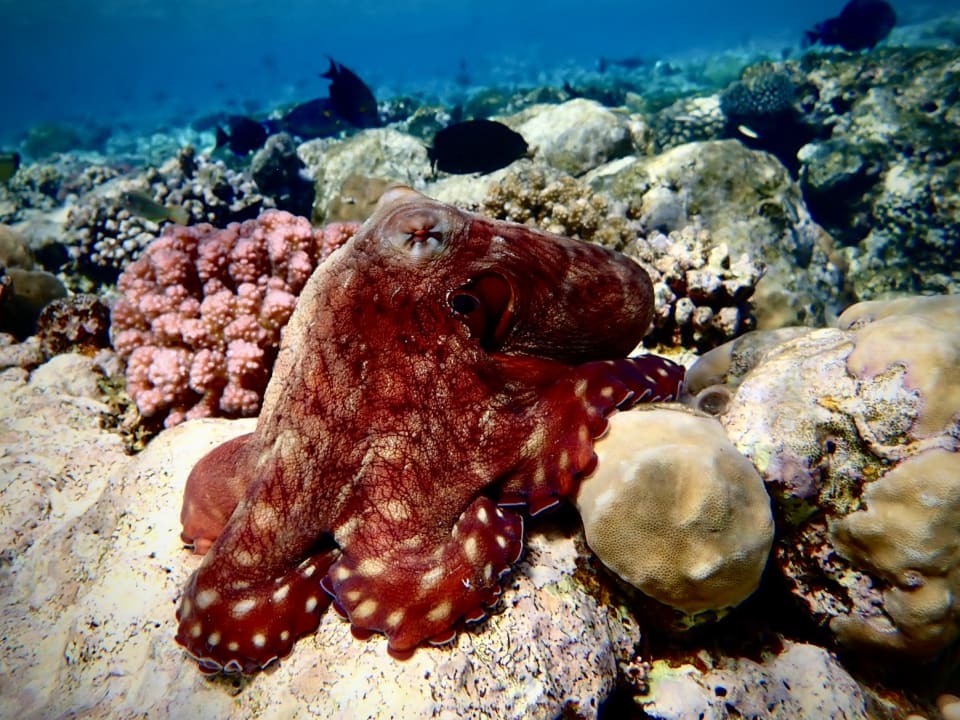 Sport & Freizeit Makadi Spa - Adults only