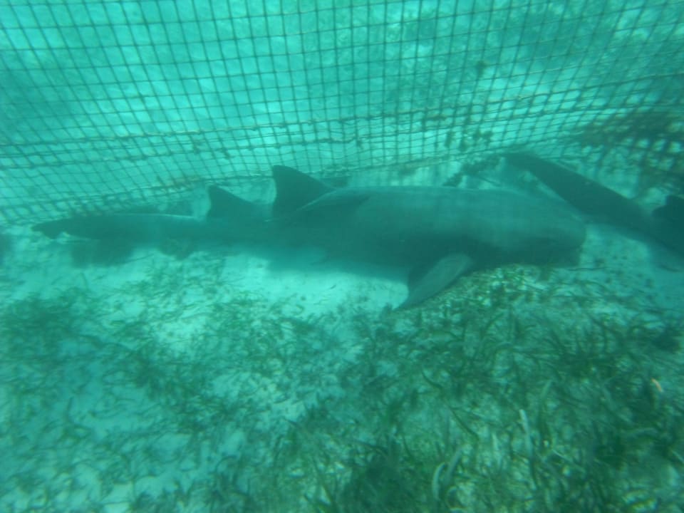 Ausflug zum Reef explorer Hotel Grand Palladium Palace Resort, Spa & Casino