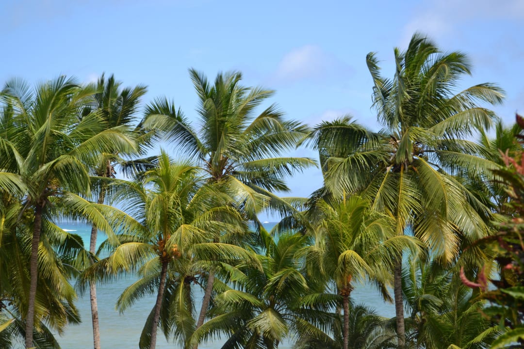 Blick von der Terrasse aufs Meer The Coco de Mer Hotel & Black Parrot Suites