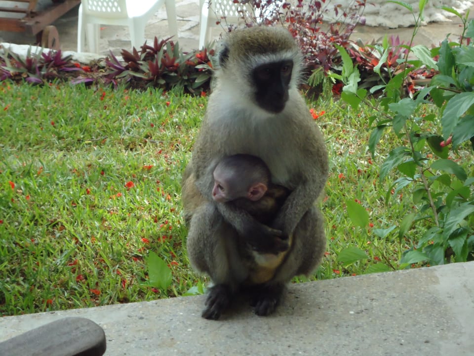 Affe mit Baby Hotel Southern Palms Beach Resort