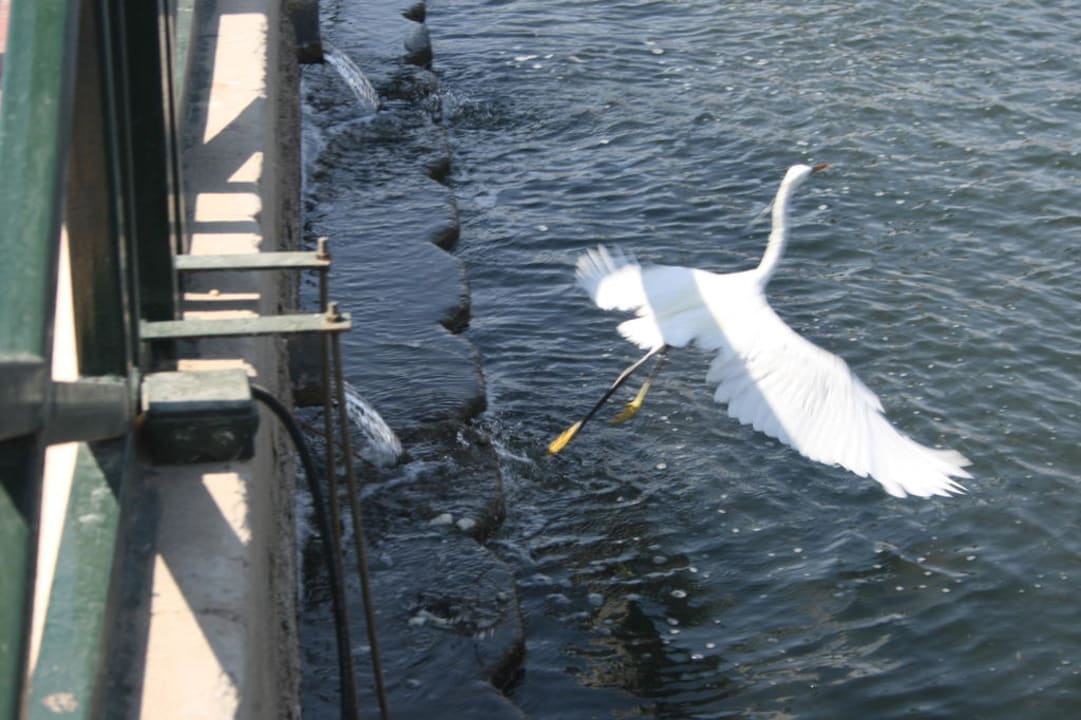 Tiere Pickalbatros Dana Beach Resort - Hurghada