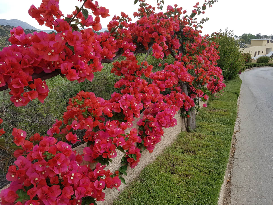 Gartenanlage Lindos Imperial Resort & Spa