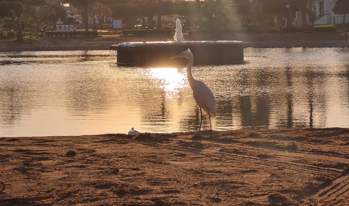 Sonstiges Pharaoh Azur Resort