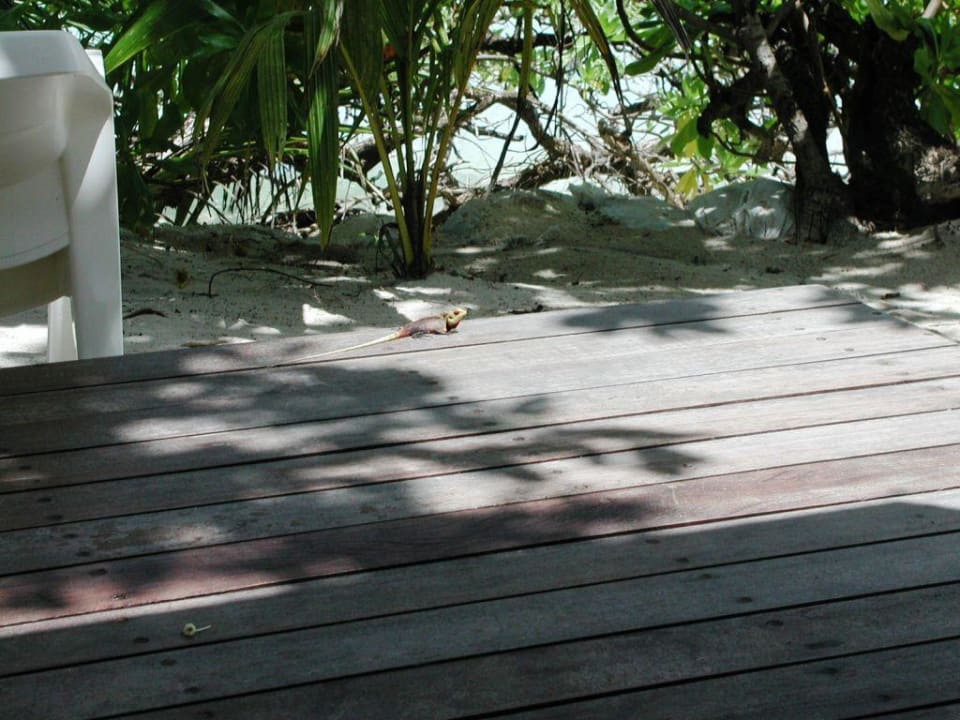 Haustier Kuramathi Maldives