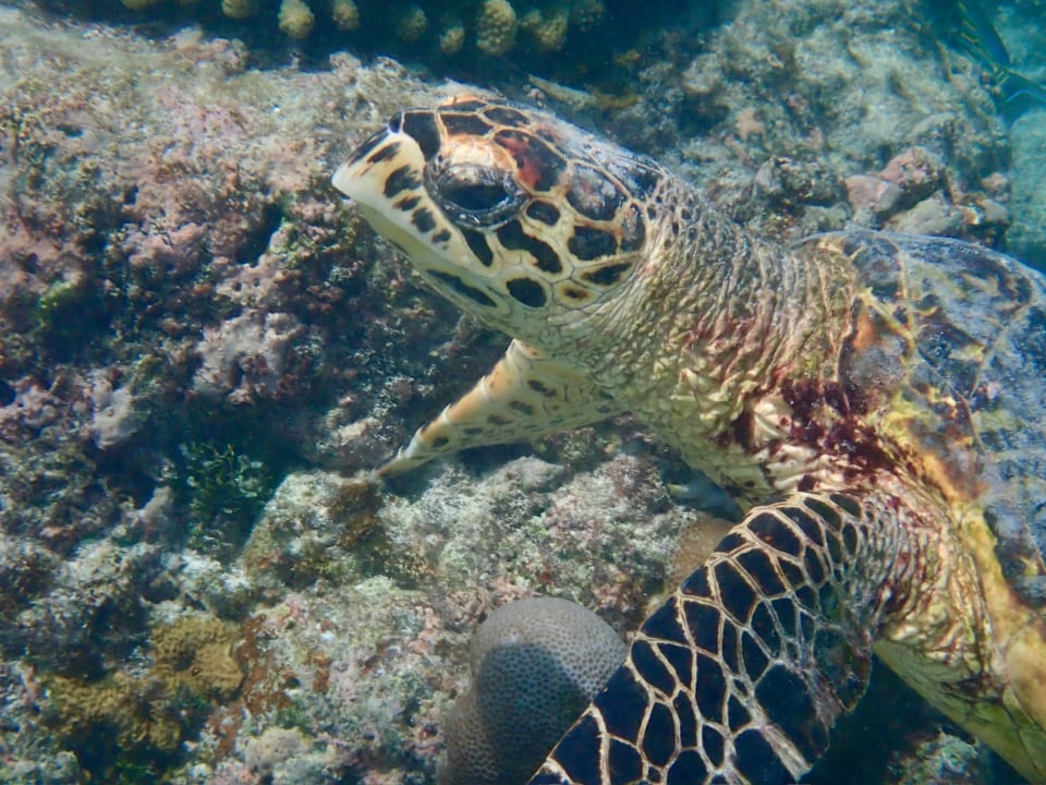 Sport & Freizeit NH Collection Maldives Reethi Resort