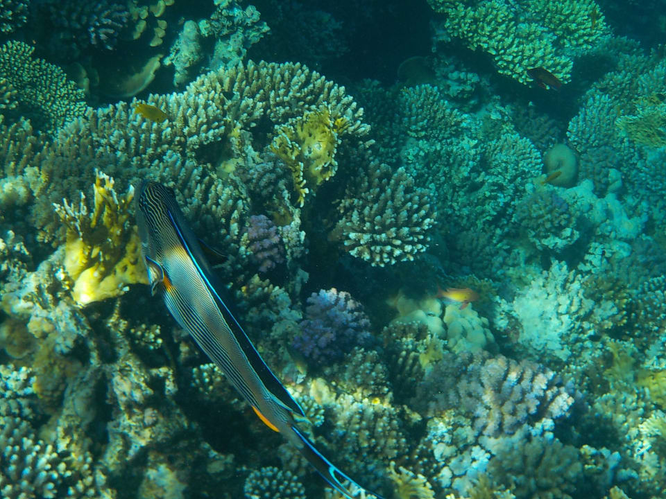 Strand Casa Mare Resort