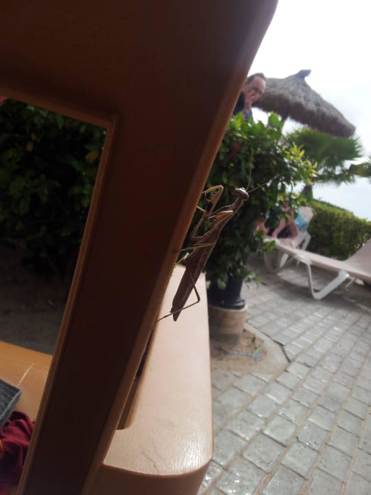 Inselbewohner Hotel Riu Karamboa