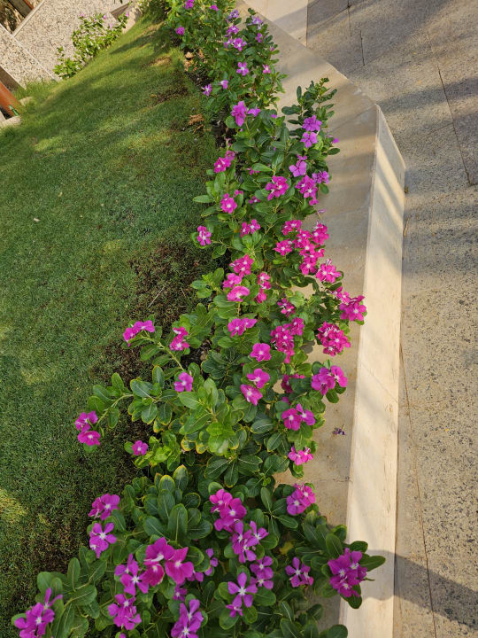 Gartenanlage Steigenberger Aqua Magic