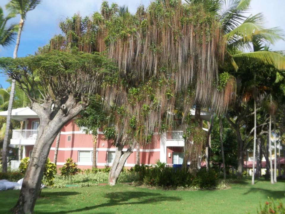 Traumhafte Gartenanlage TRS Turquesa Hotel - Adults only