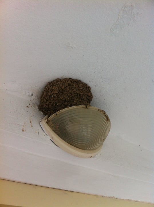 Schwarzschwalben Nest Armas Gül Beach