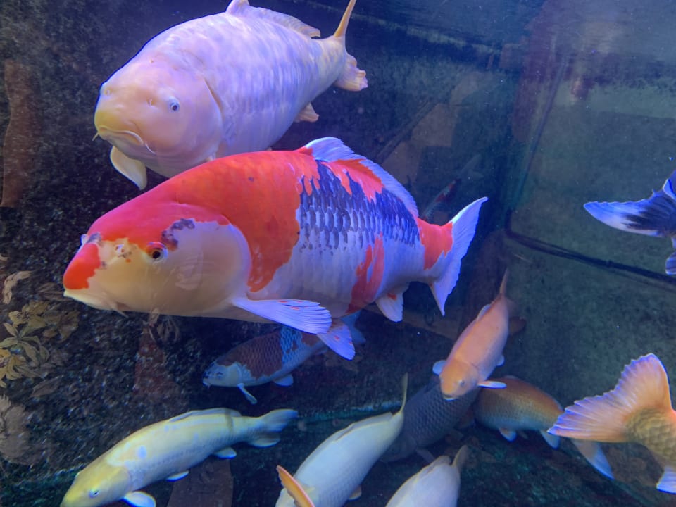 Sonstiges Ferienhotel Ödenhof