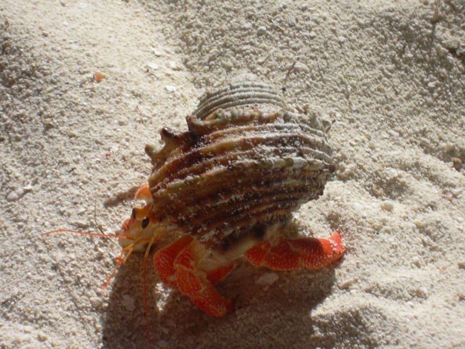 Krebs, mein täglicher Besucher an der Liege Summer Island Maldives