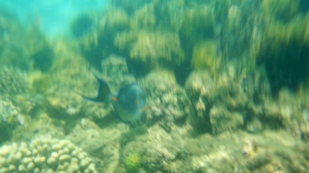 Риф недалеко от берега Desert Rose