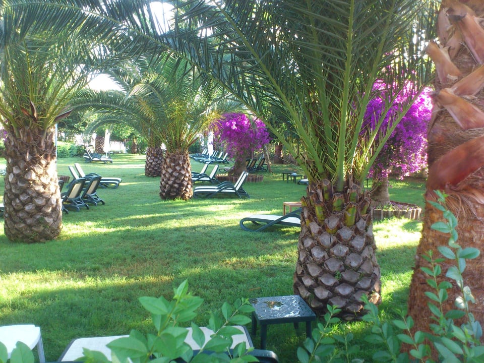 Gartenteil zum Relaxen Belek Beach Resort Hotel