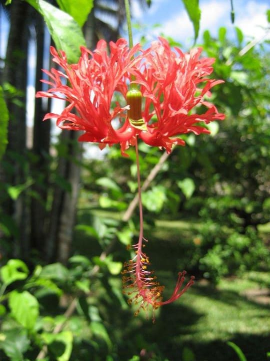 Leopard Beach Resort - Paradiesgarten  Leopard Beach Resort & Spa