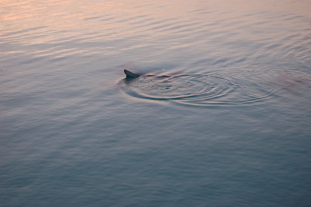 Der erwartungsvolle Hai vor SPA Summer Island Maldives