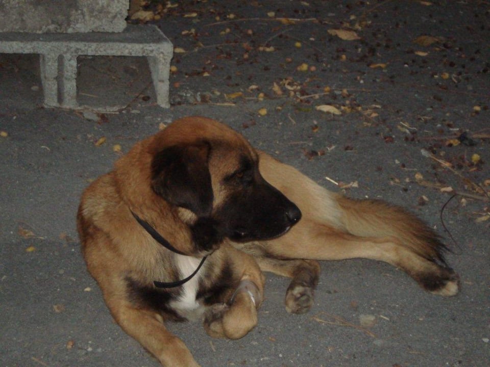 Die echten Herren,der Villa Seewoo Villa Seewoo