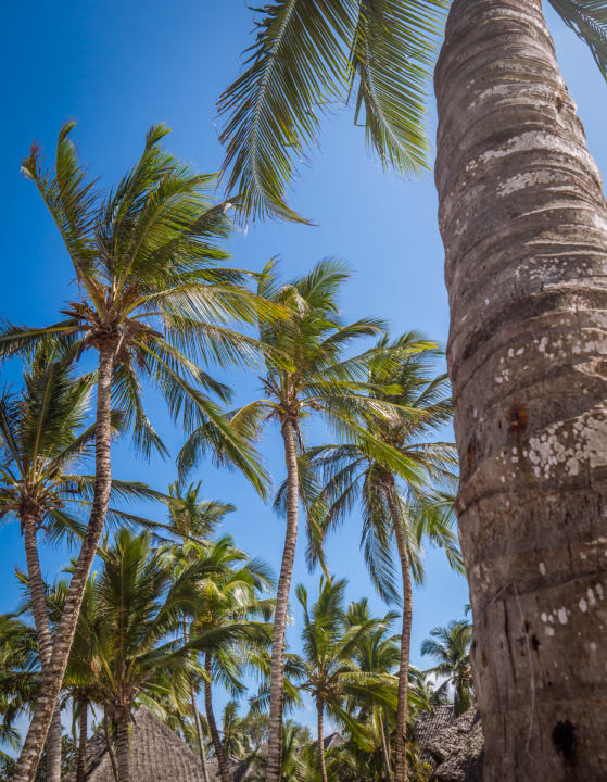 Gartenanlage Hotel Kiwengwa Beach Resort