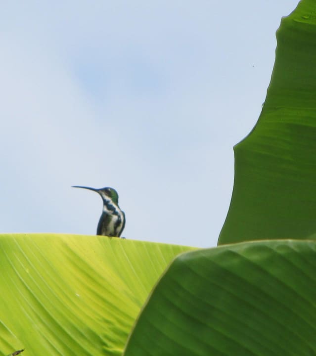 Kolibri Hotel Pochote Grande