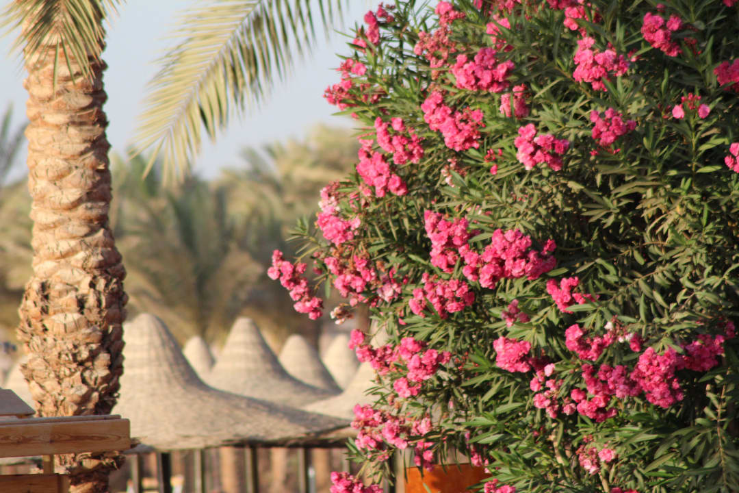 Blumen Steigenberger Coraya Beach - Adults only