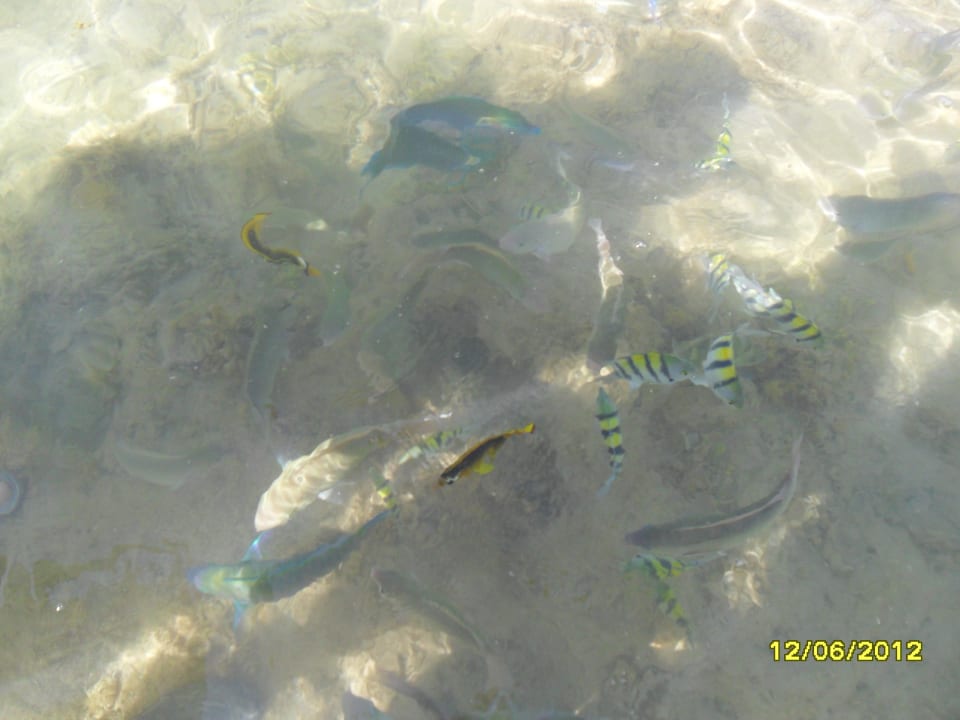 Widok na plaży Rehana Royal Beach Resort Aqua Park & Spa