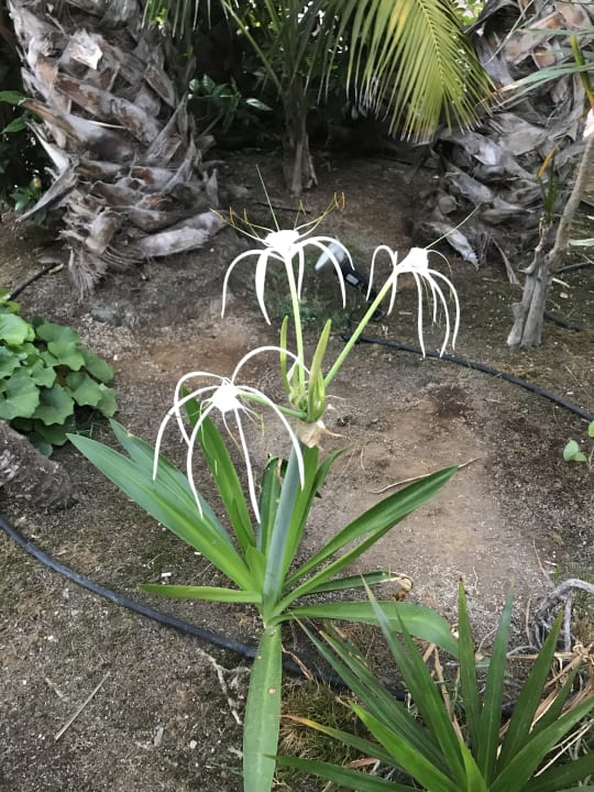 Gartenanlage Tabaiba Princess
