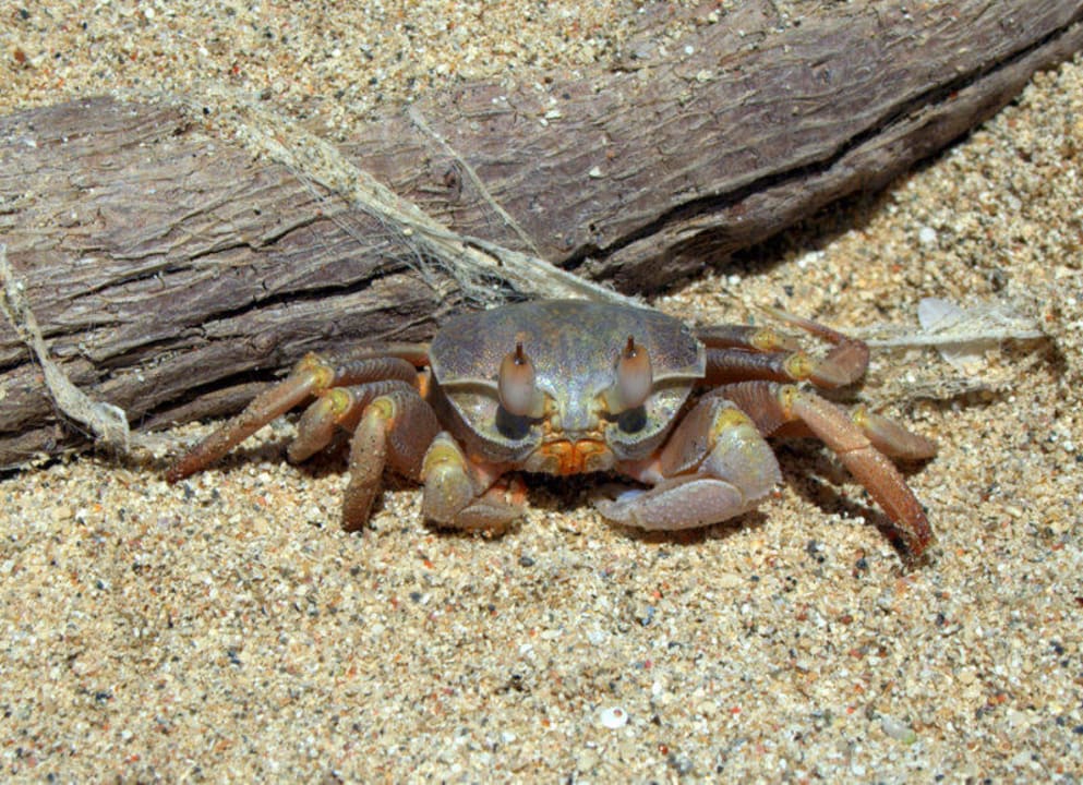 Краб Shams Alam Beach Resort