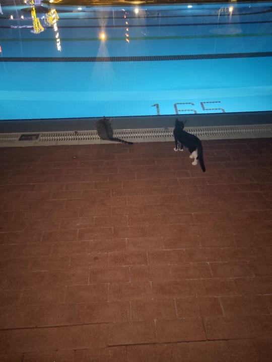 Pool Hotel Defne Garden