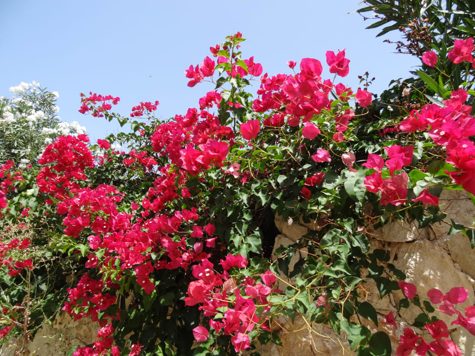 Gartenanlage Vantaris Luxury Beach Resort