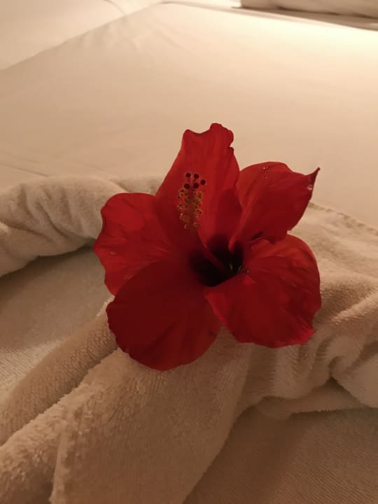 Zimmer Shams Alam Beach Resort