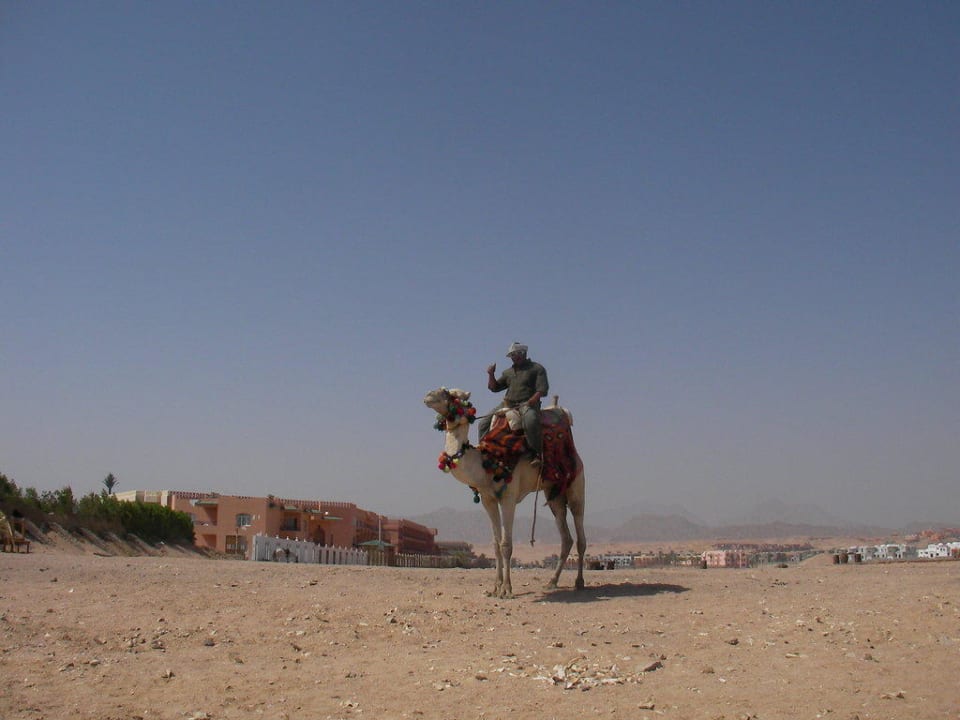 Wüstenschiff Pickalbatros Royal Moderna Resort-Sharm El Sheikh