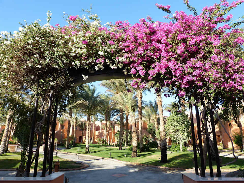 Überall blüht es Jaz Makadi Oasis Resort