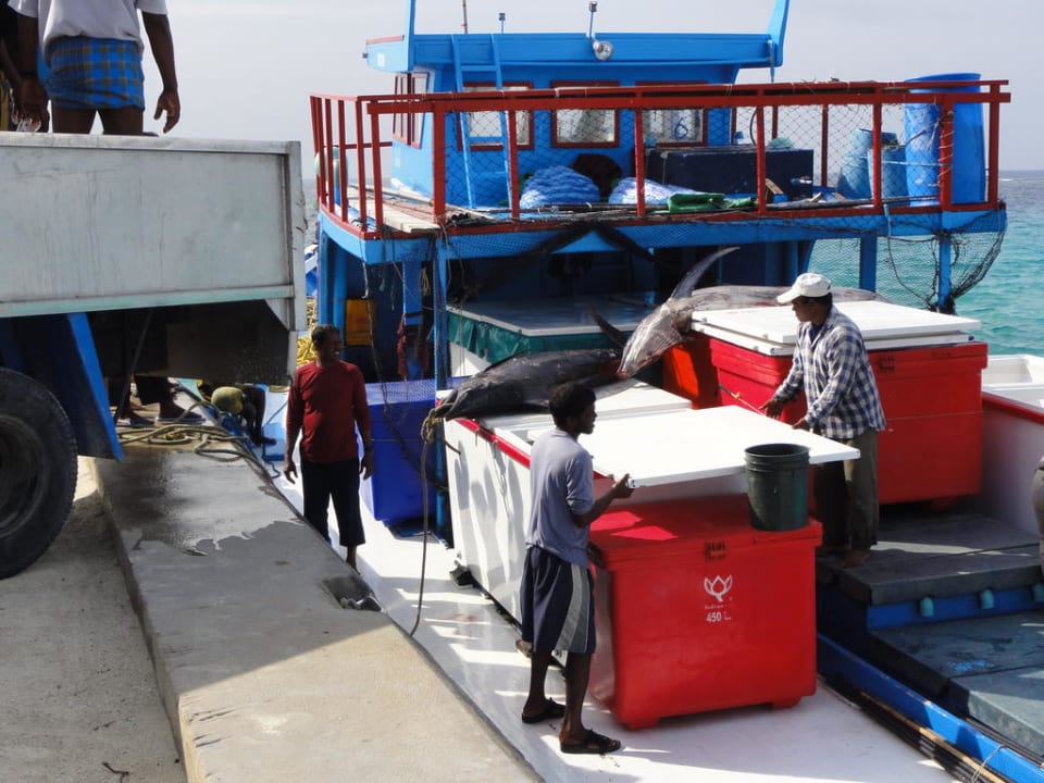 Fischfang Kuredu Kuredu Island Resort & Spa