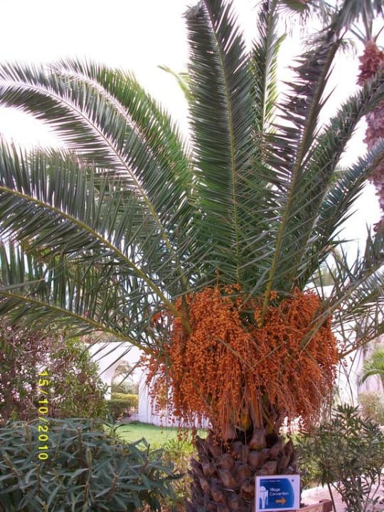 Olivenpalme Hotel Seabel Aladin Djerba