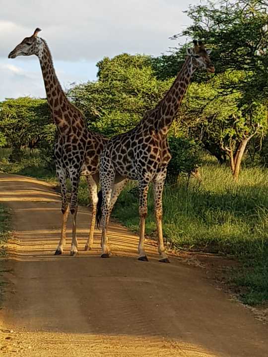Auf der Pirschfahrt Hotel Pakamisa Lodge