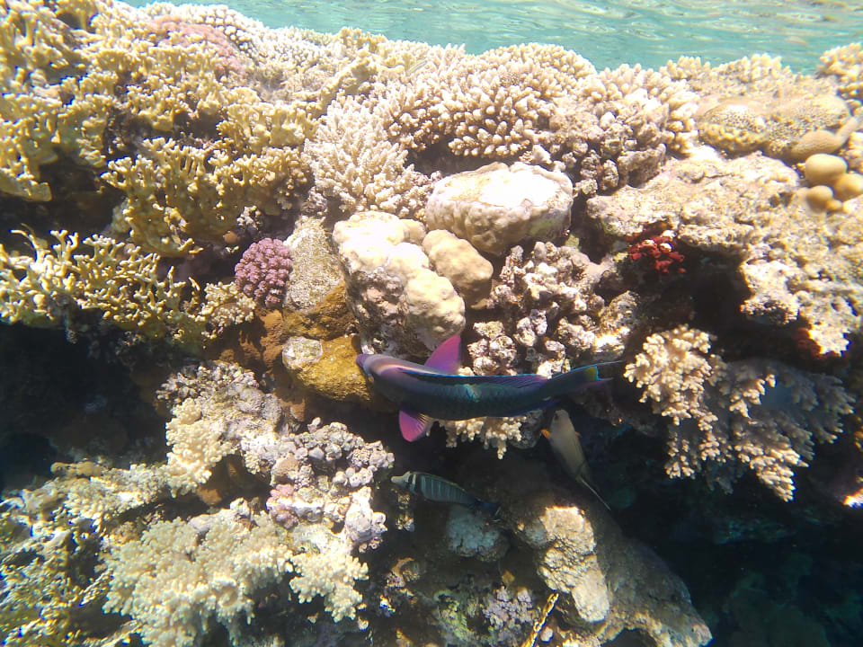 Sport & Freizeit Reef Oasis Blue Bay Resort