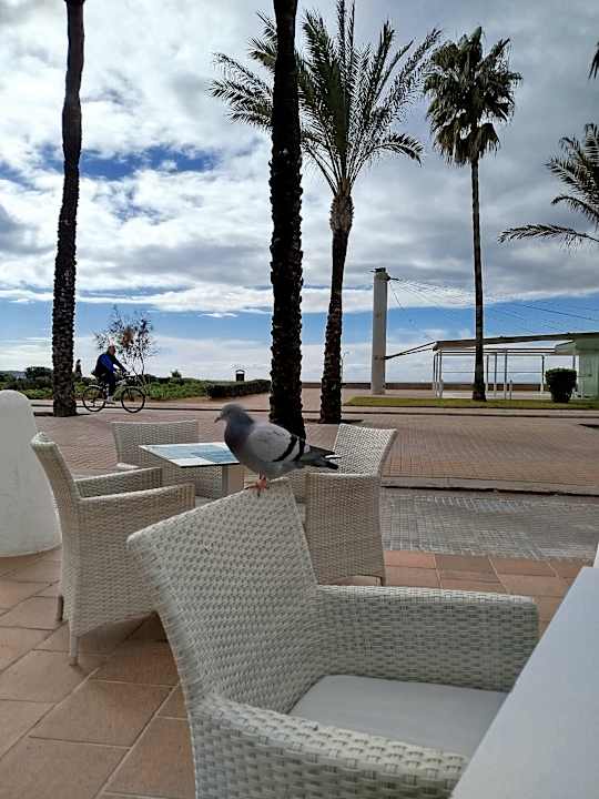 Gastro Grupotel Acapulco Playa - Adults Only