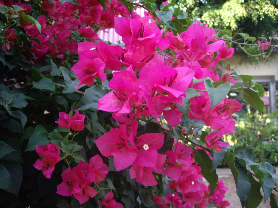 Bougainvilleas Austrian Garden Hotel & Restaurant Patong