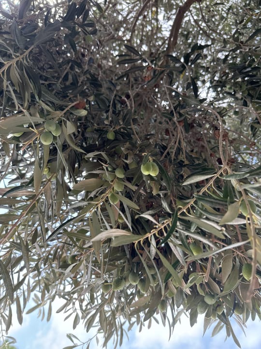 Pool Terrace Elite Resort