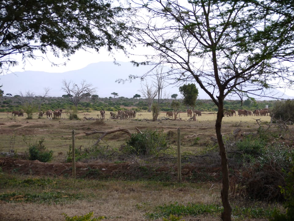 Sentrim Lodge Tsavo East Sentrim Tsavo Lodge