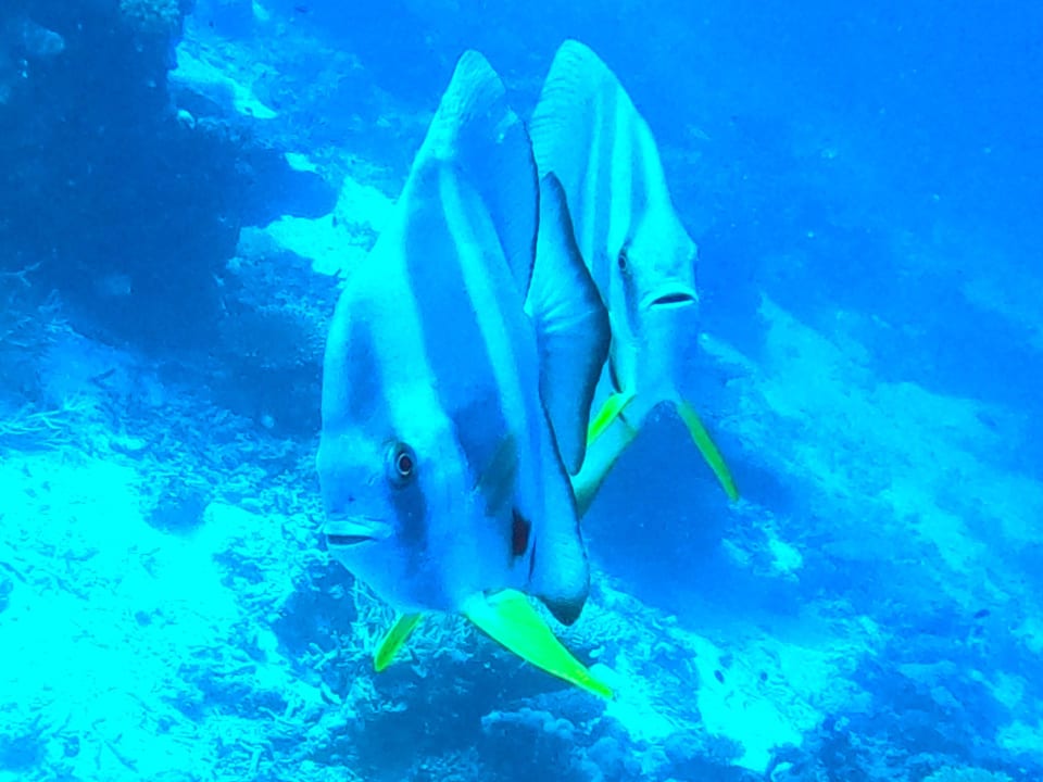 Sport & Freizeit ROBINSON MALDIVES