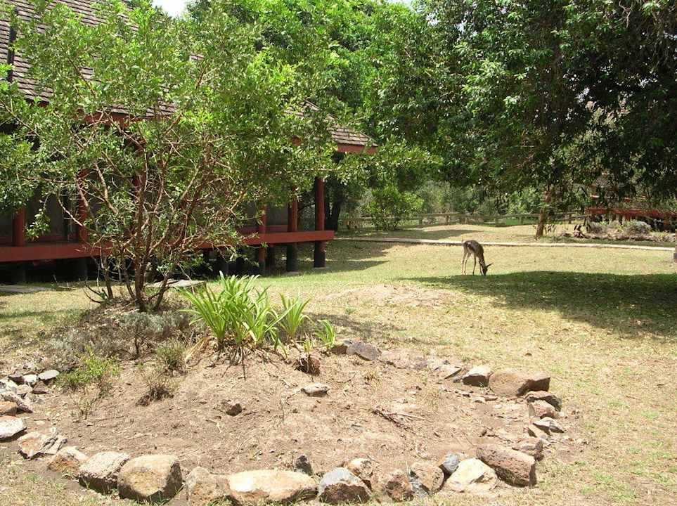 Eines der Zelte mit Bewachung Royal Mara Safari Lodge