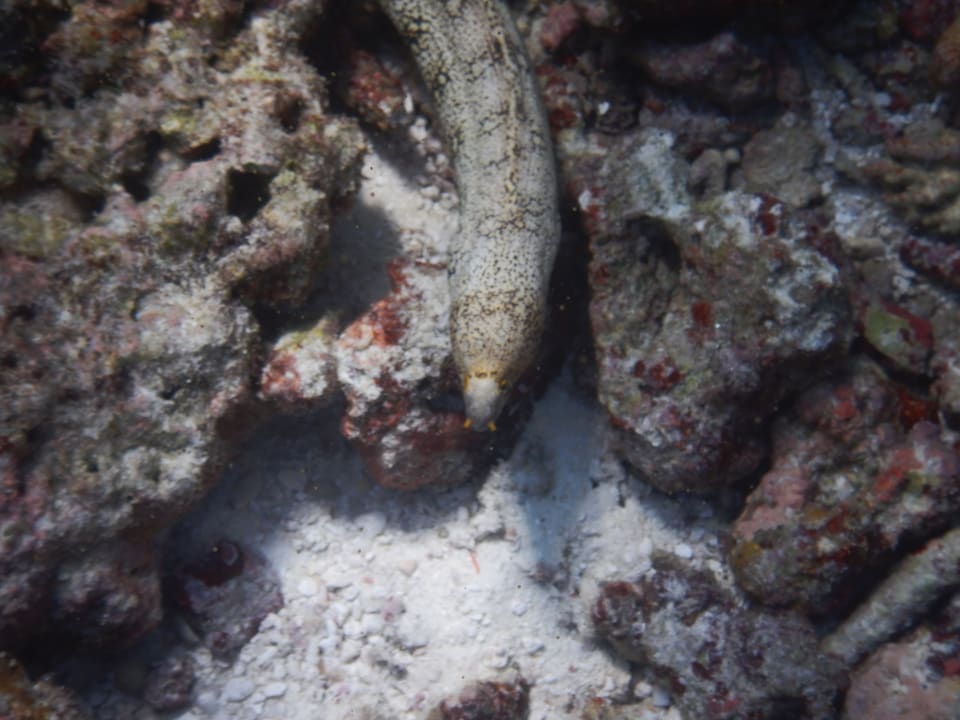 Sport & Freizeit NH Collection Maldives Reethi Resort