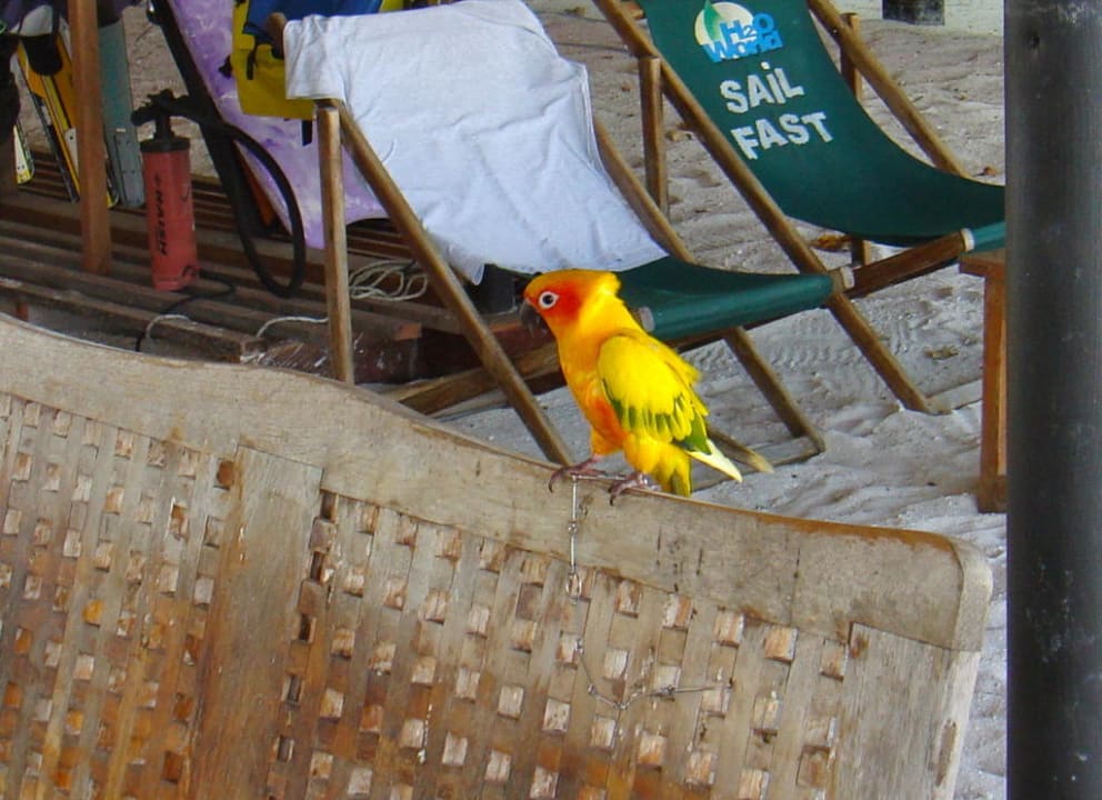 Sehr zutraulich NH Collection Maldives Reethi Resort