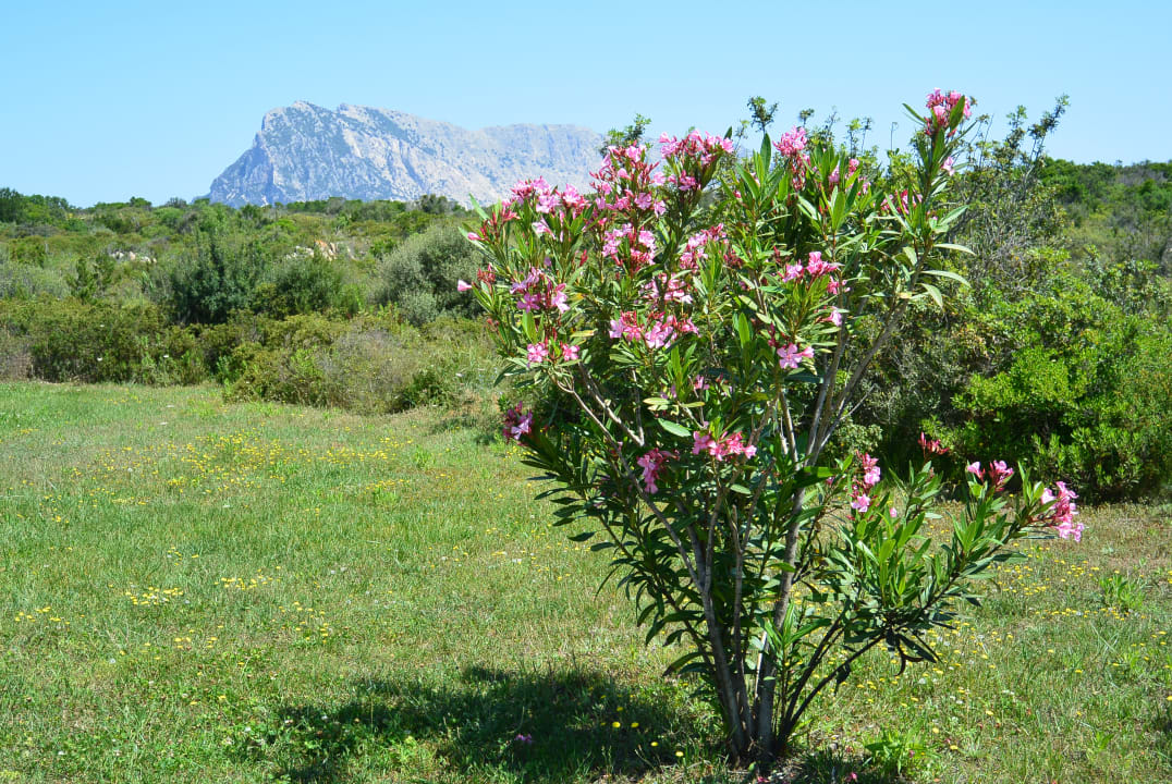 Gartenanlage Grande Baia Resort & Spa