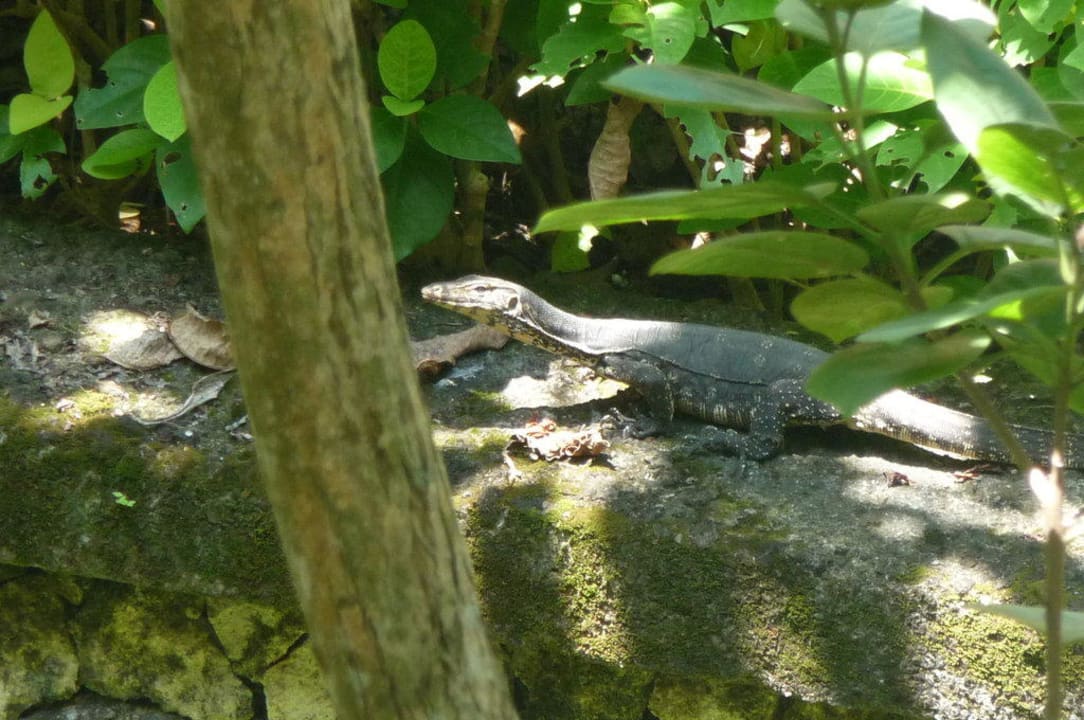 Tierwelt AYANA Resort Bali