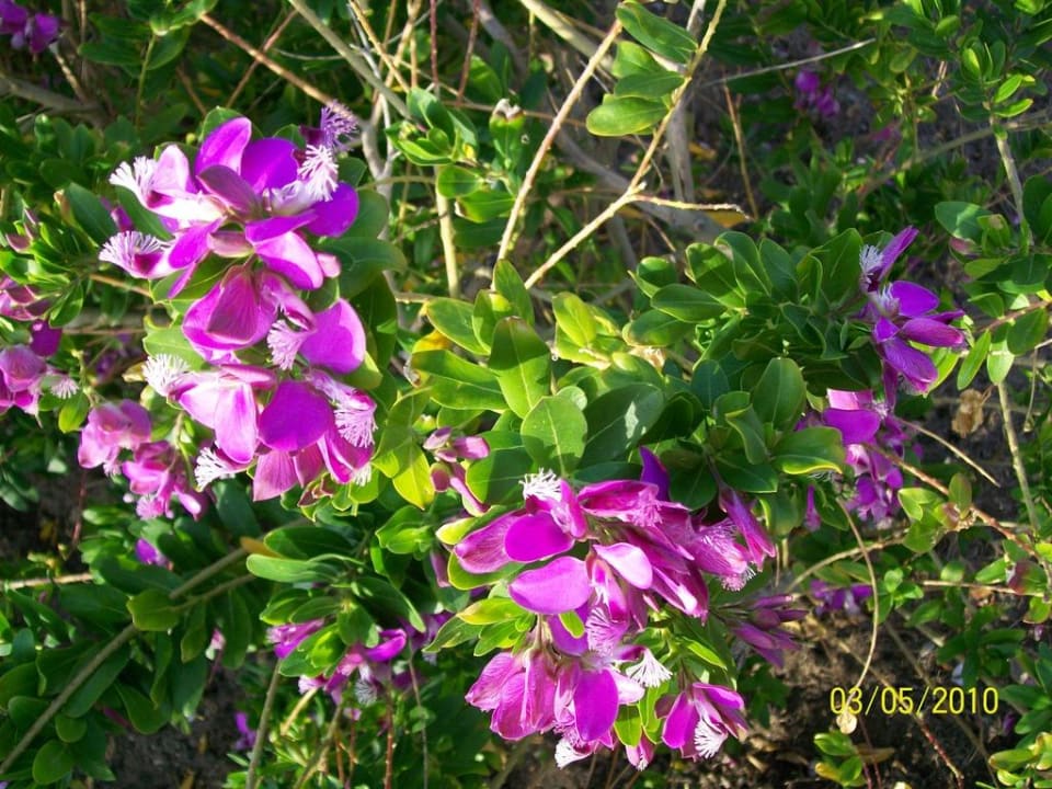 Garten Voyage Belek Golf & Spa