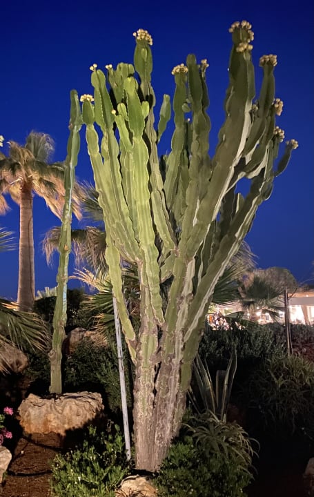 Gartenanlage Anissa Beach & Village